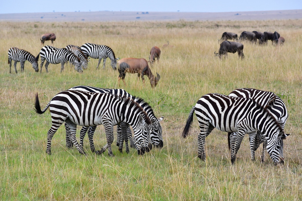 Masai Mara Nat. Reserve